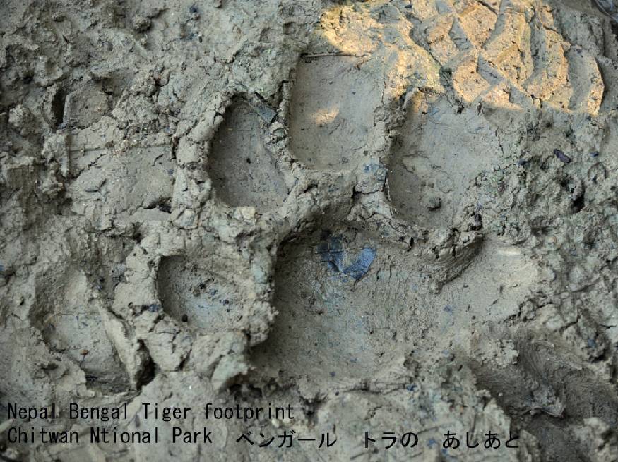 Nepal Wild Animals Track Research, 2014 /15/ 16 years