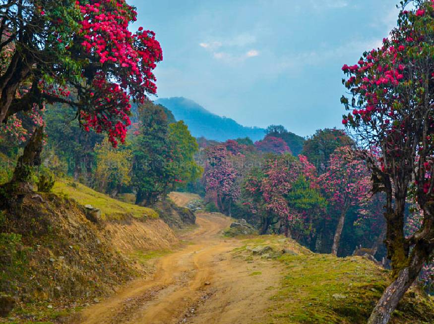 Especially for Rhododendron Trek